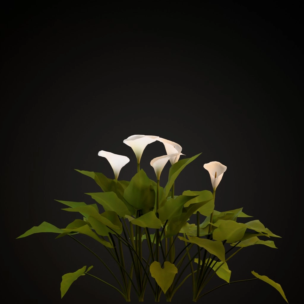 Calla Lily