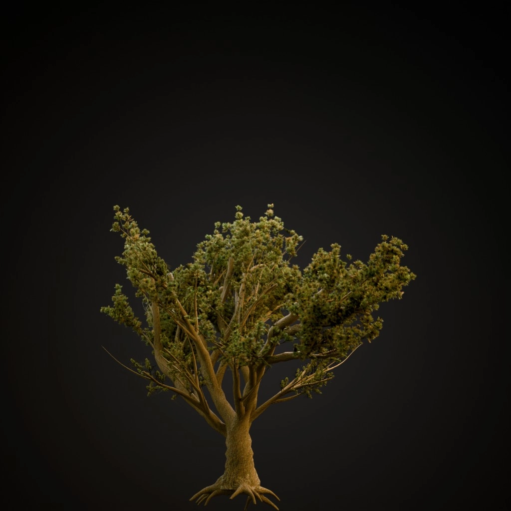 Cedar Of Lebanon