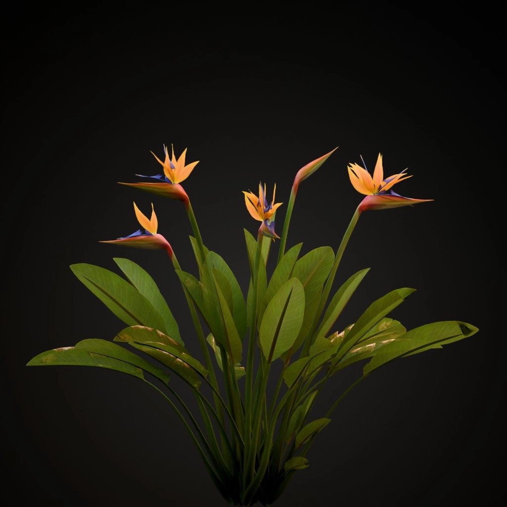 Bird of Paradise