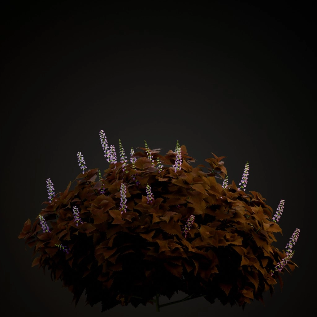 Premium Sun Dark Chocolate Coleus
