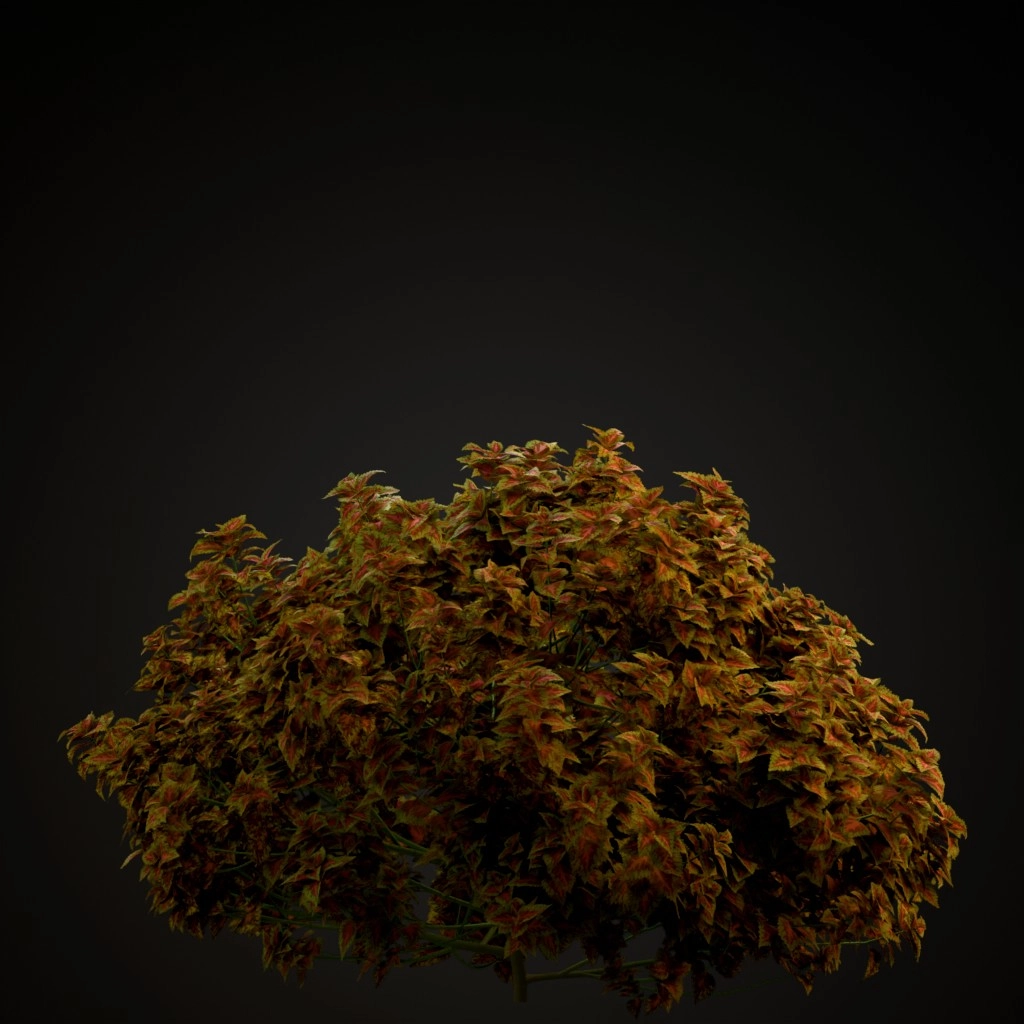 Kong Rose Coleus