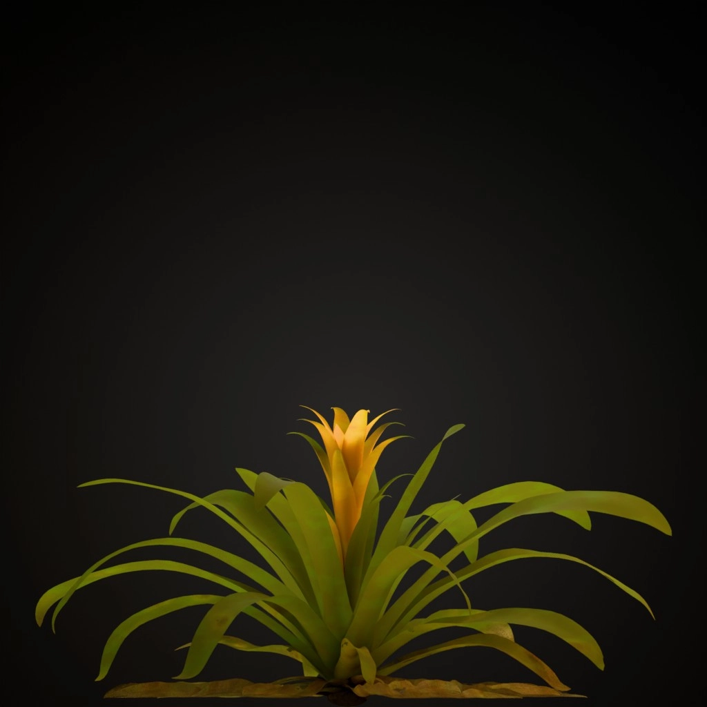 Yellow Guzmania