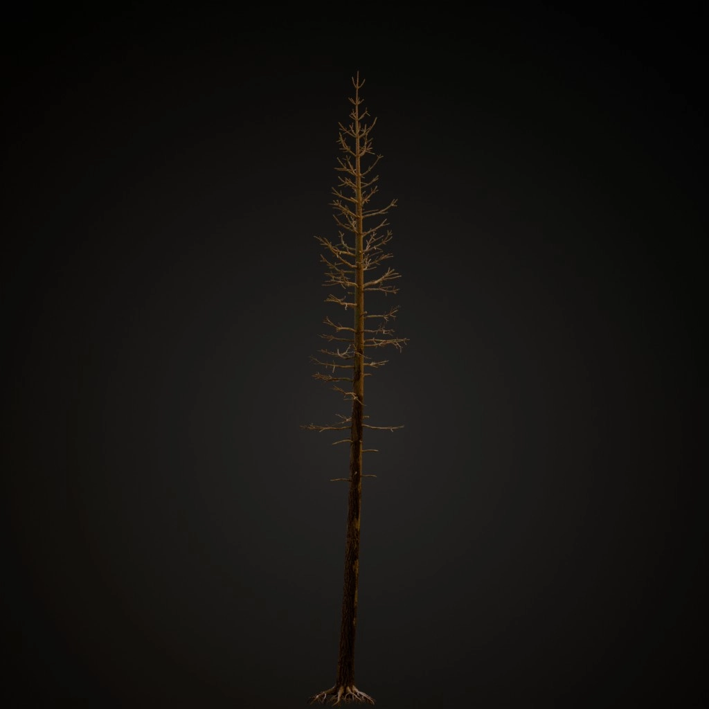 Dead Ponderosa