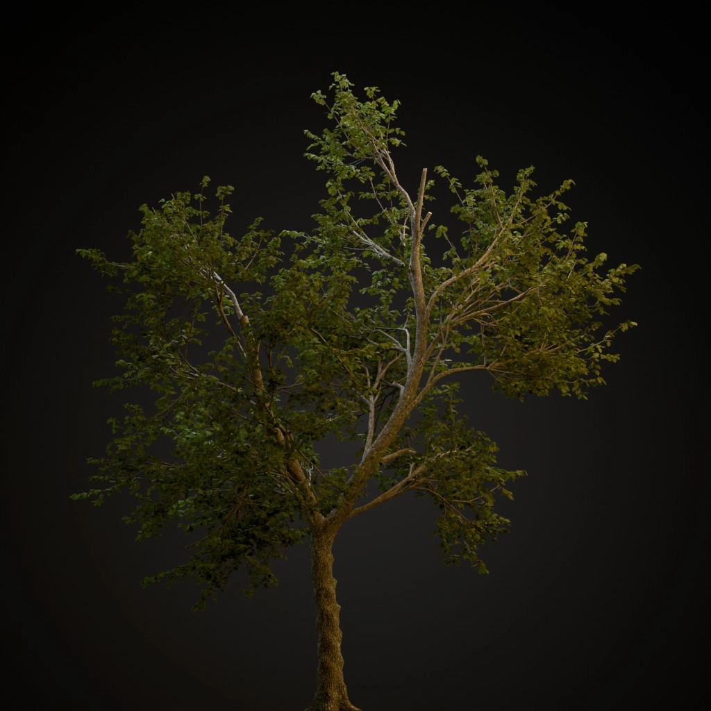 Green Ash
