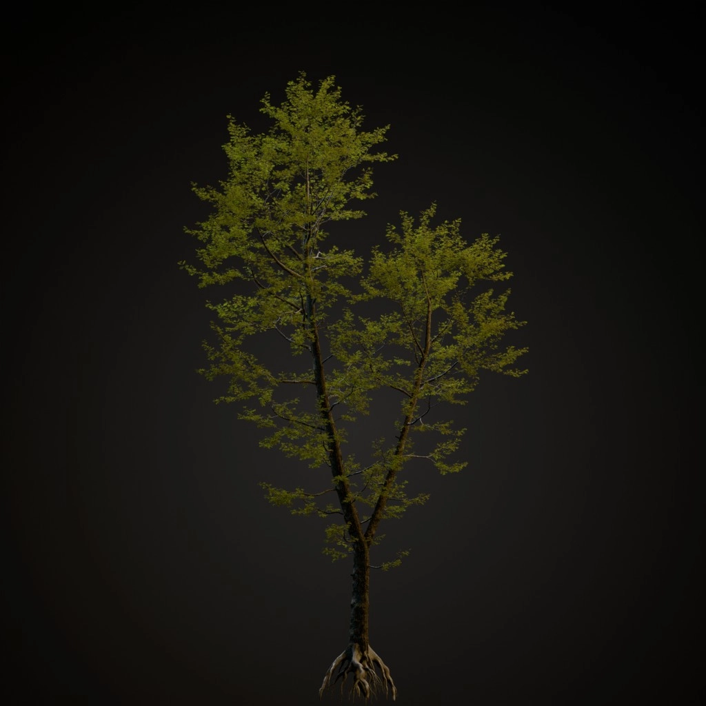 Pin Oak