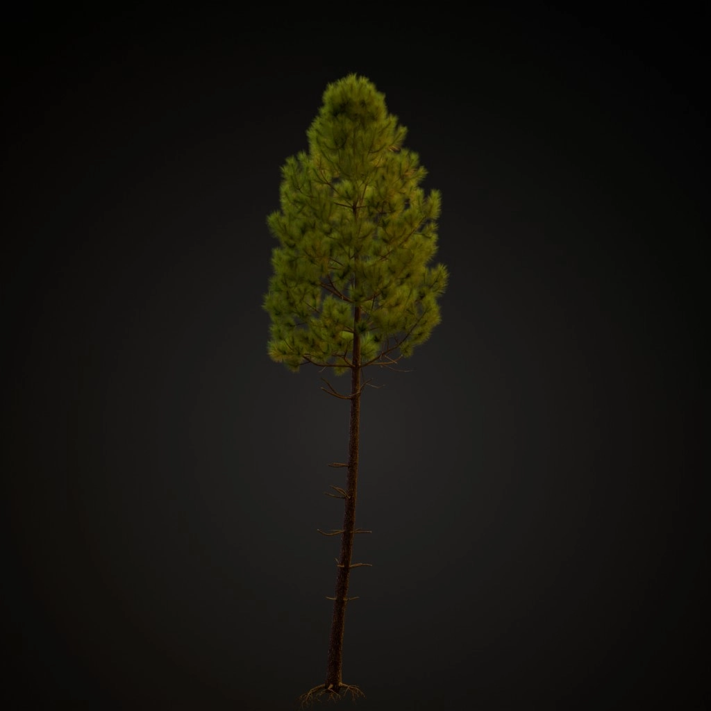 Maritime Pine