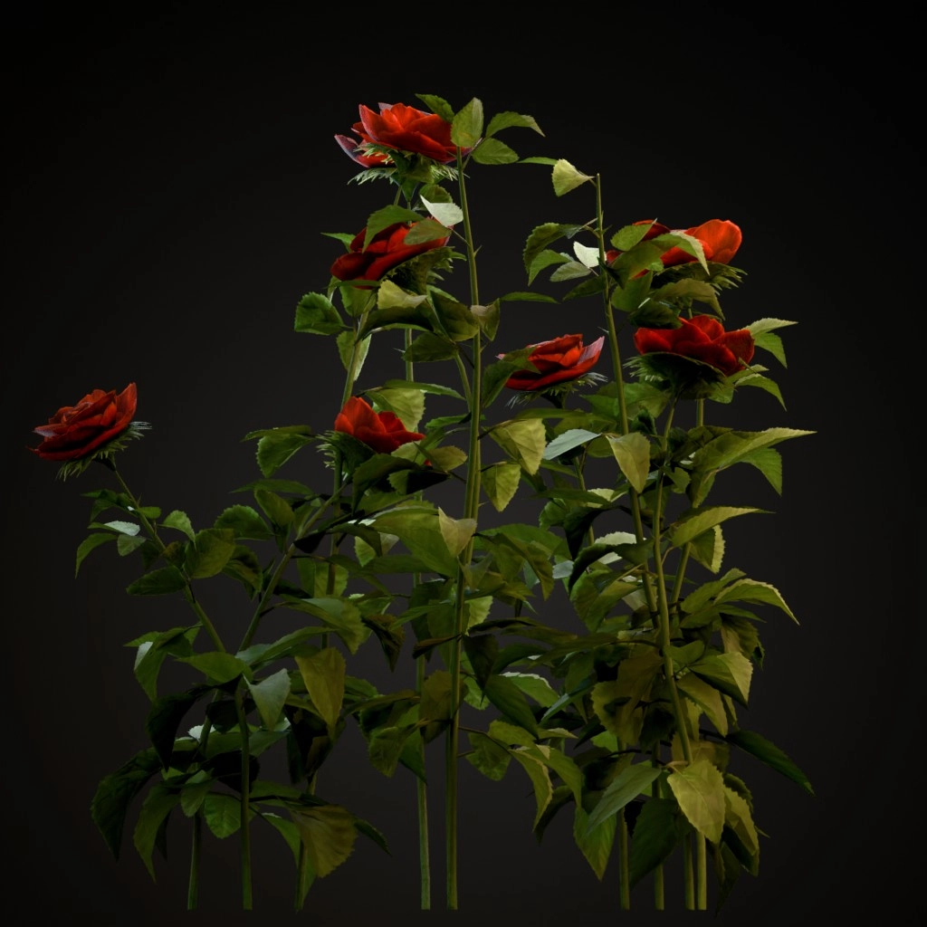 Red Rose