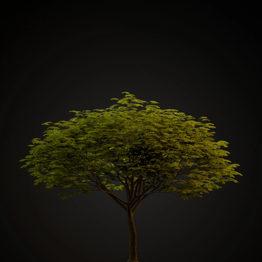 Chinese Flame Tree