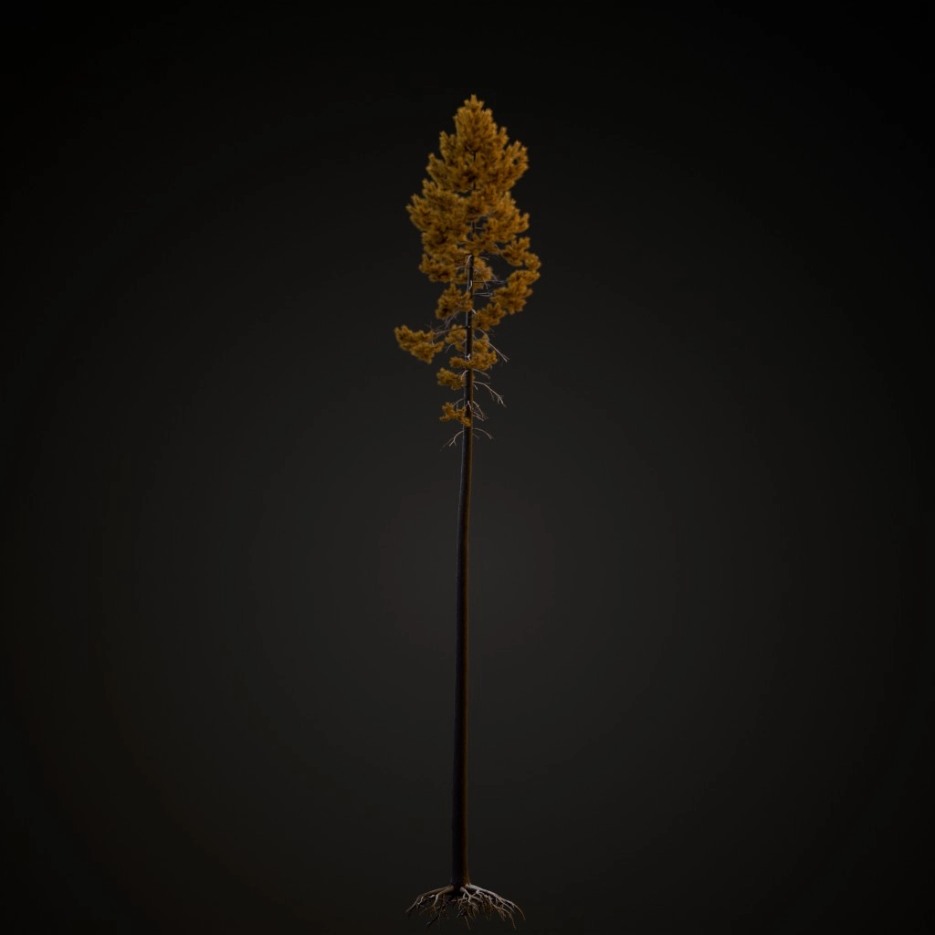 Rocky Mountain Lodgepole V2