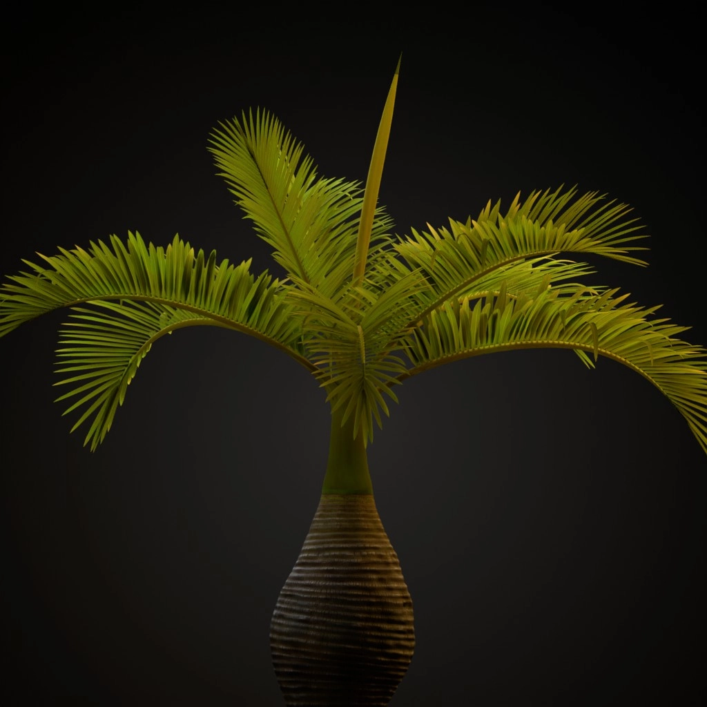 Bottle Palm