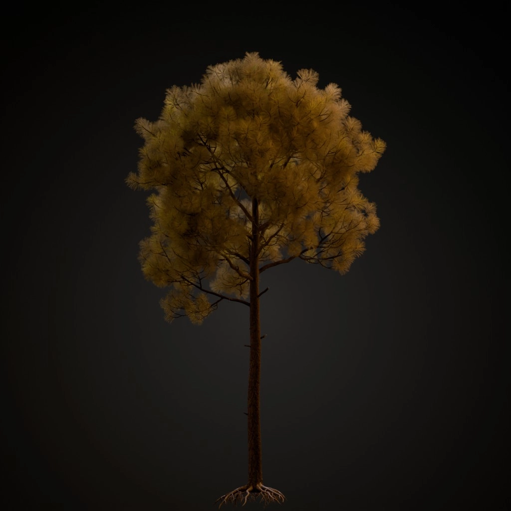 Slash Pine V3