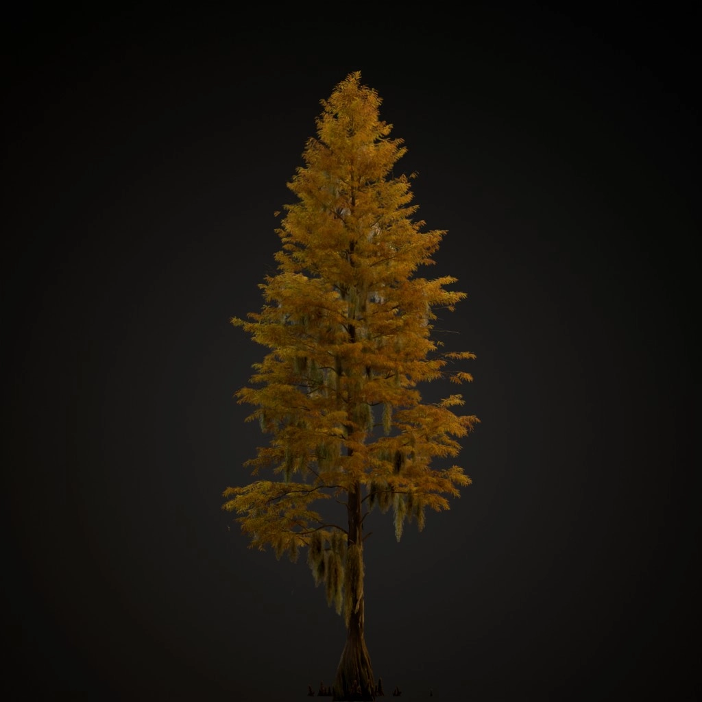 Bald Cypress V2