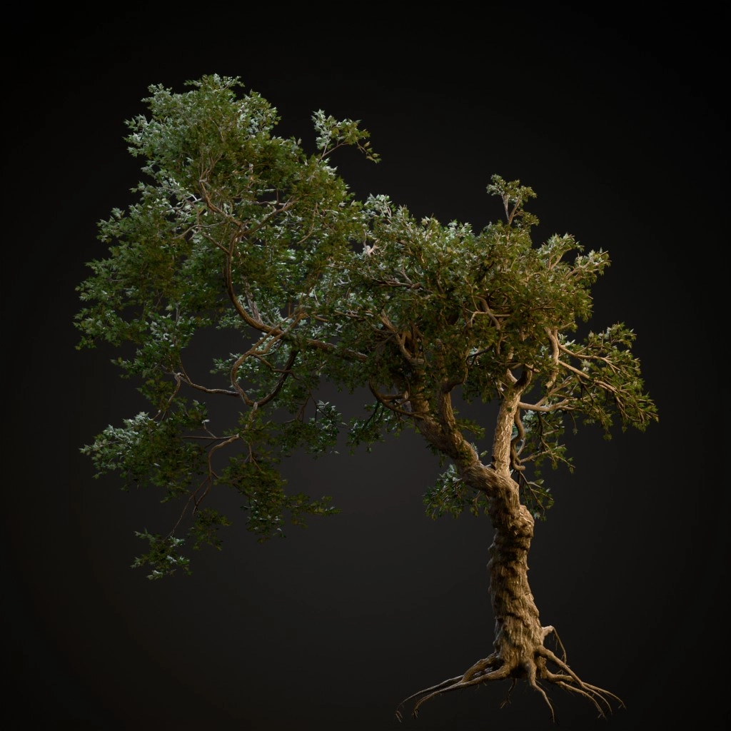 Japanese Maple
