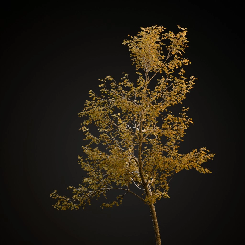 River Birch