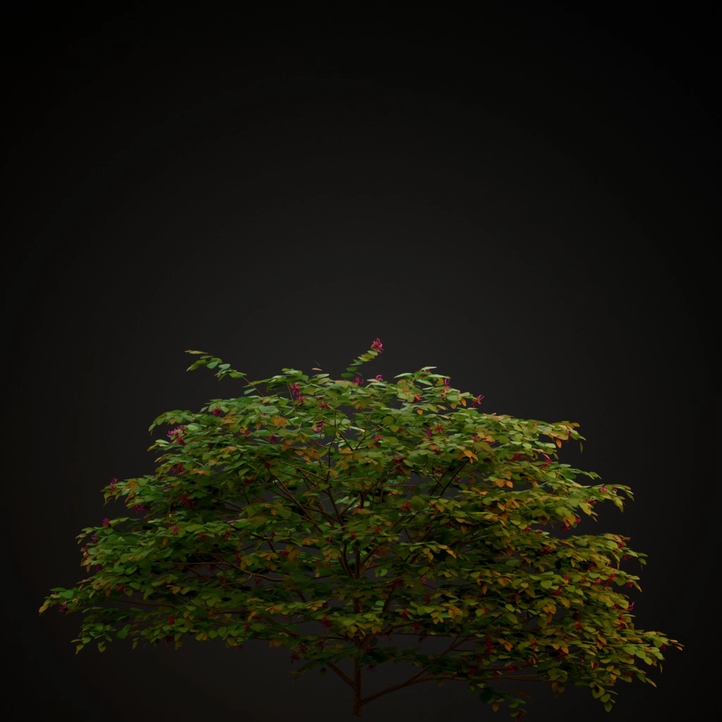 Chinese Fringe Flower