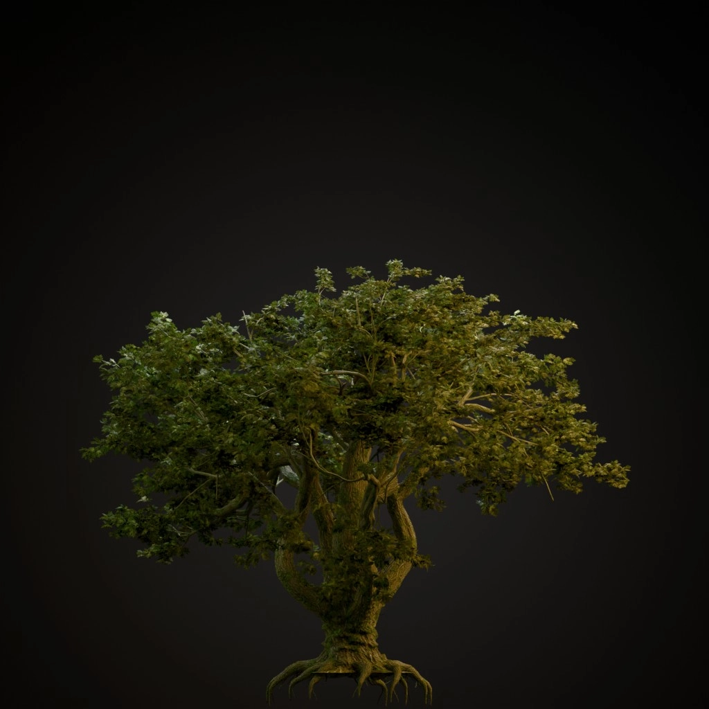 Big Leaf Maple