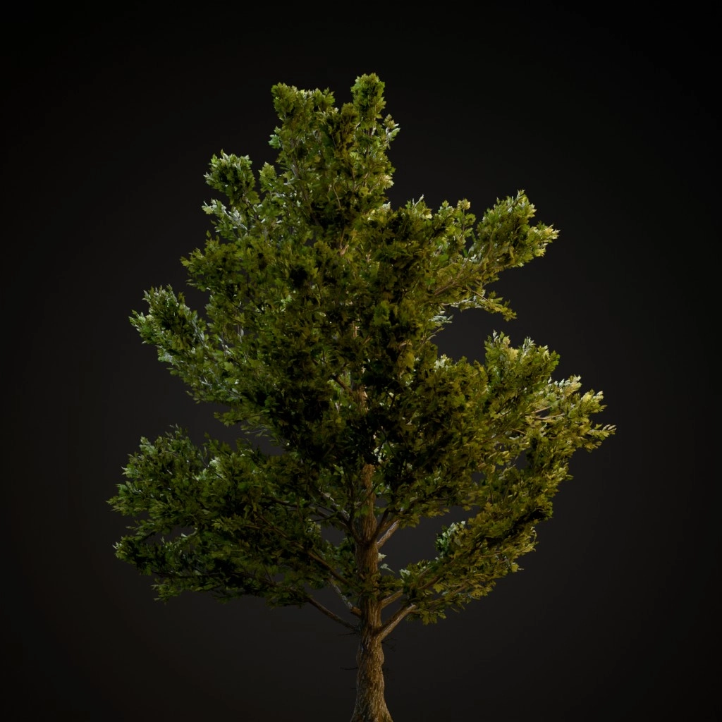 Sugar Maple