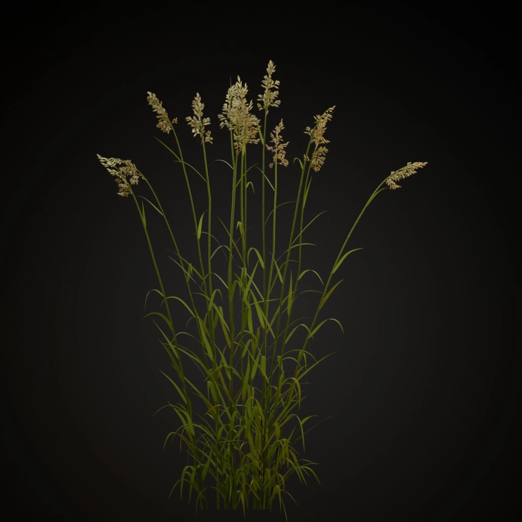 Reed Canary Grass