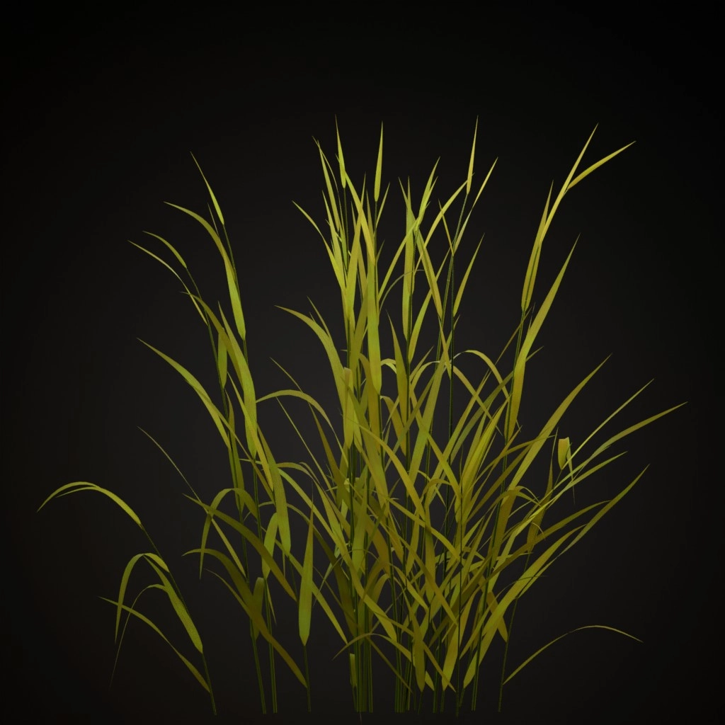 Reed Canary Grass
