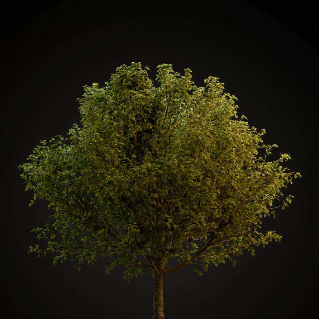 Bradford Pear