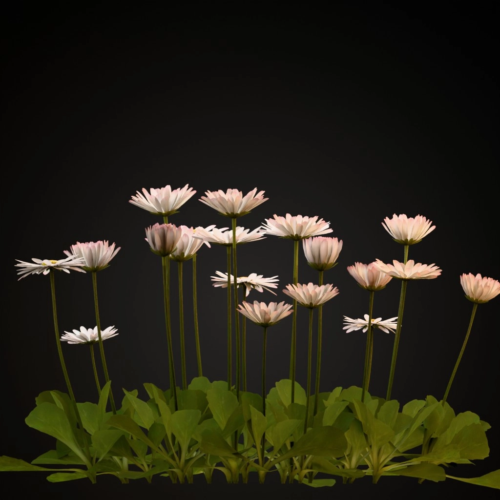 Common Daisy