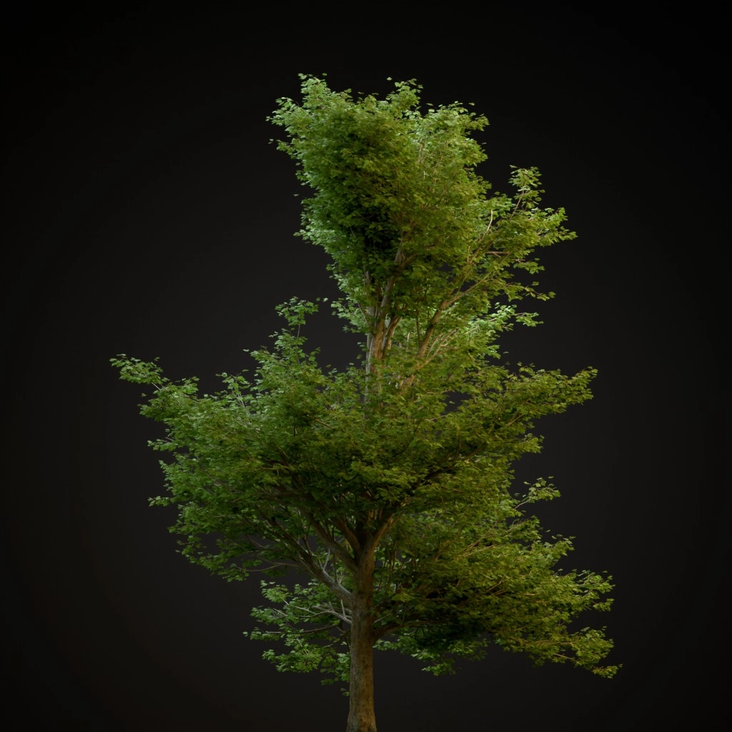 Red Maple