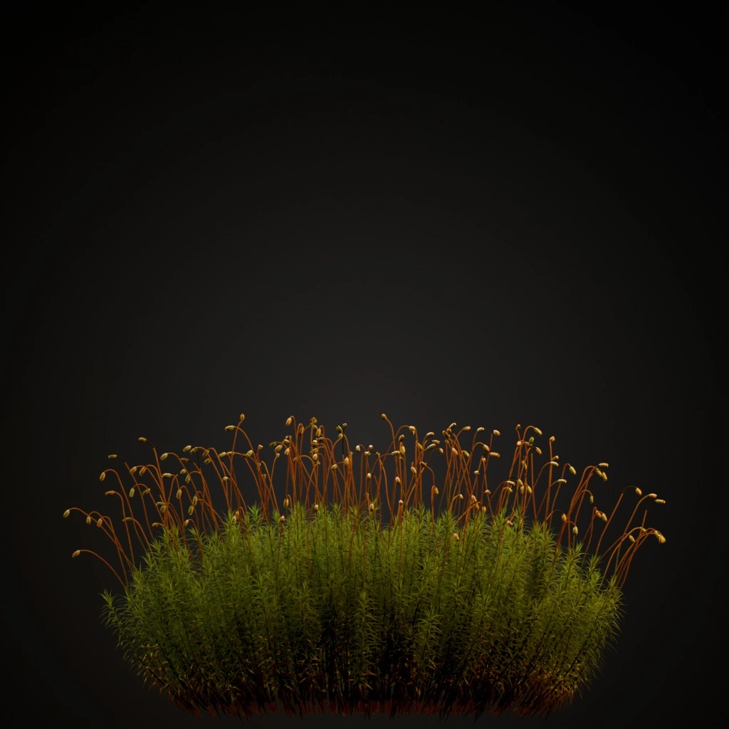 Common Haircap Moss