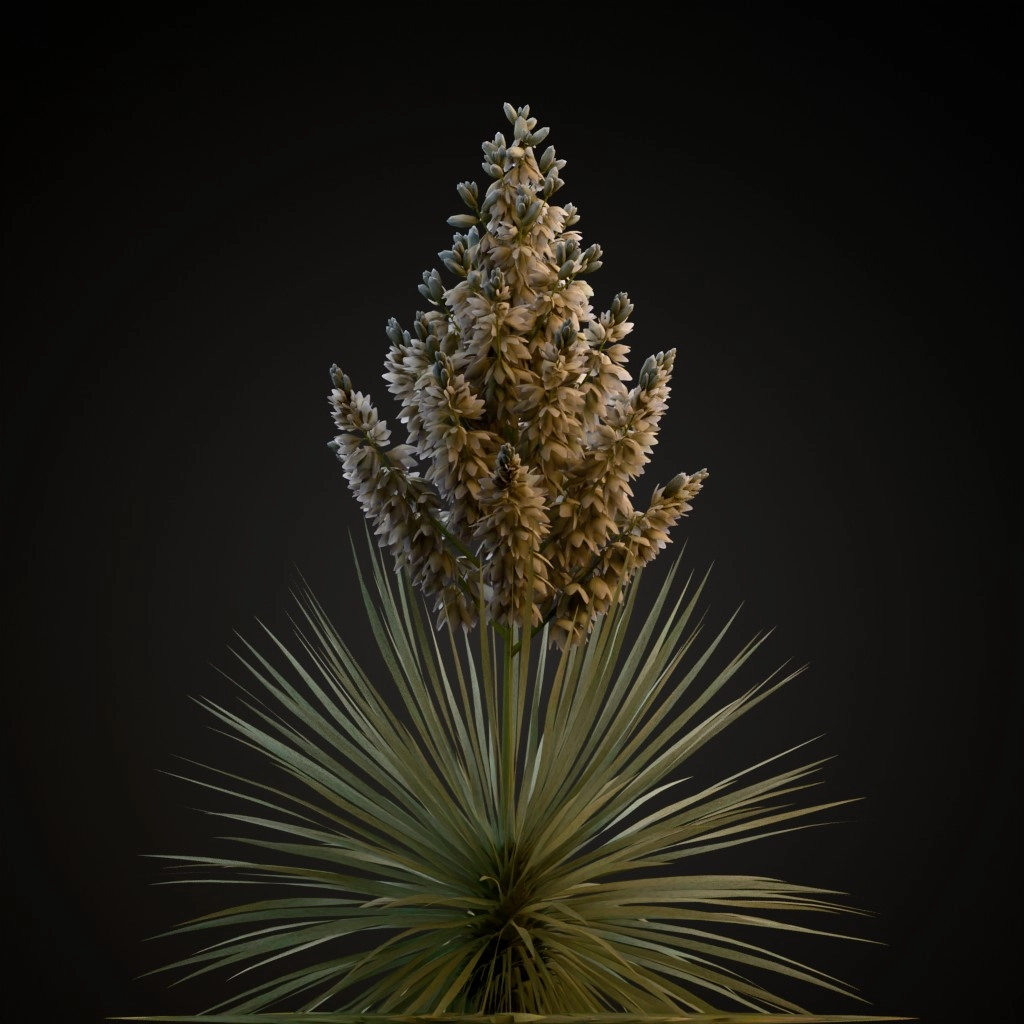 Beaked Yucca