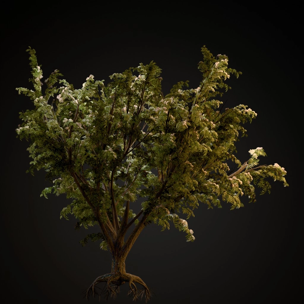 Black Elder