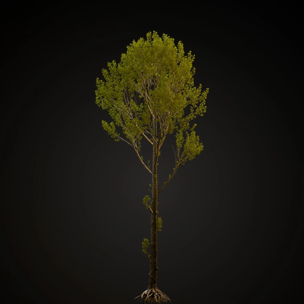 Black Poplar
