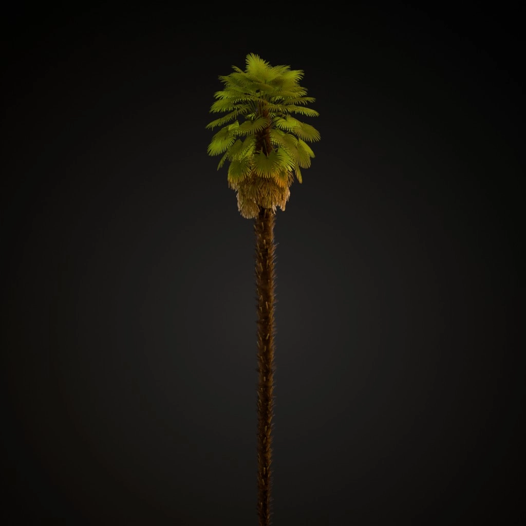 Windmill Palm