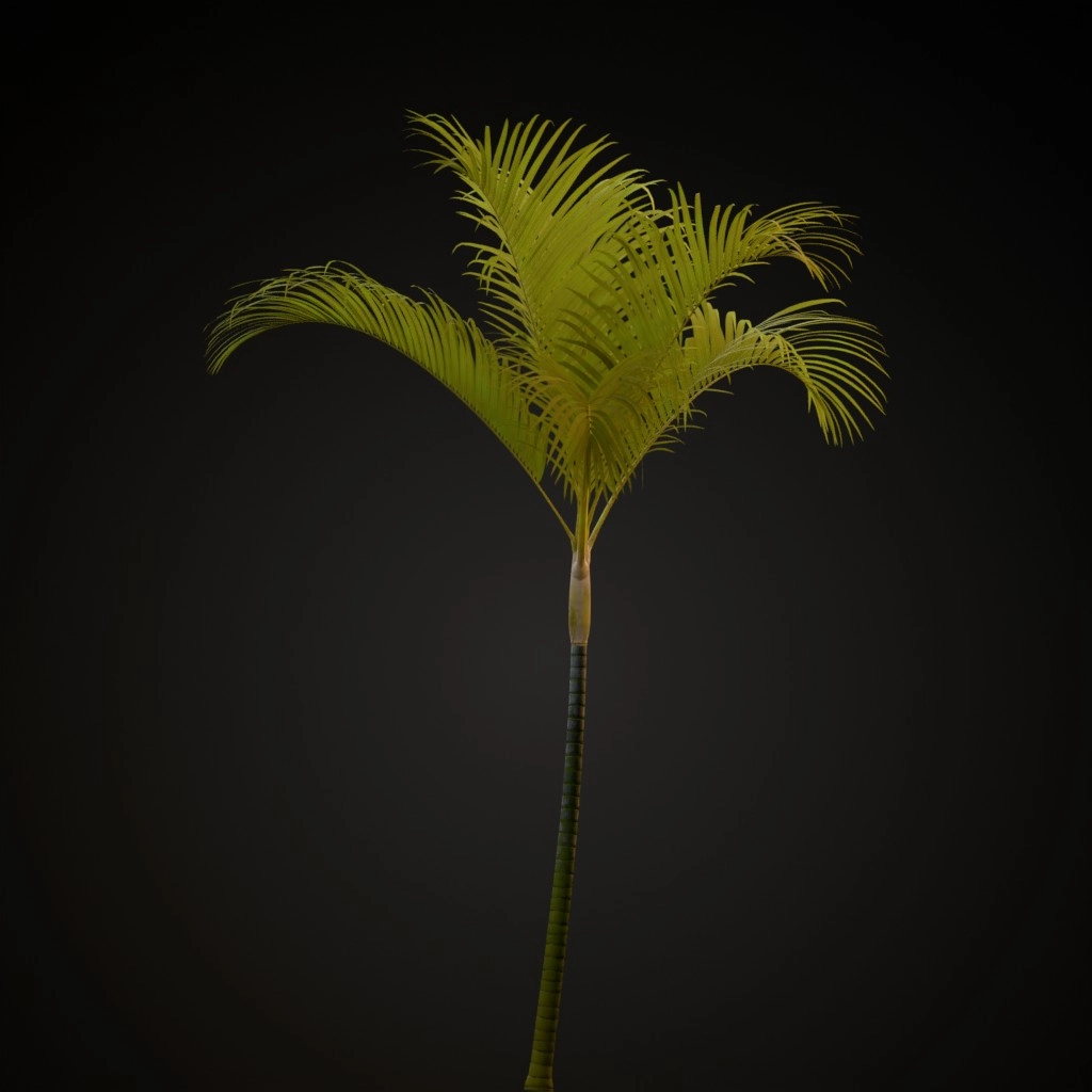 Areca Palm