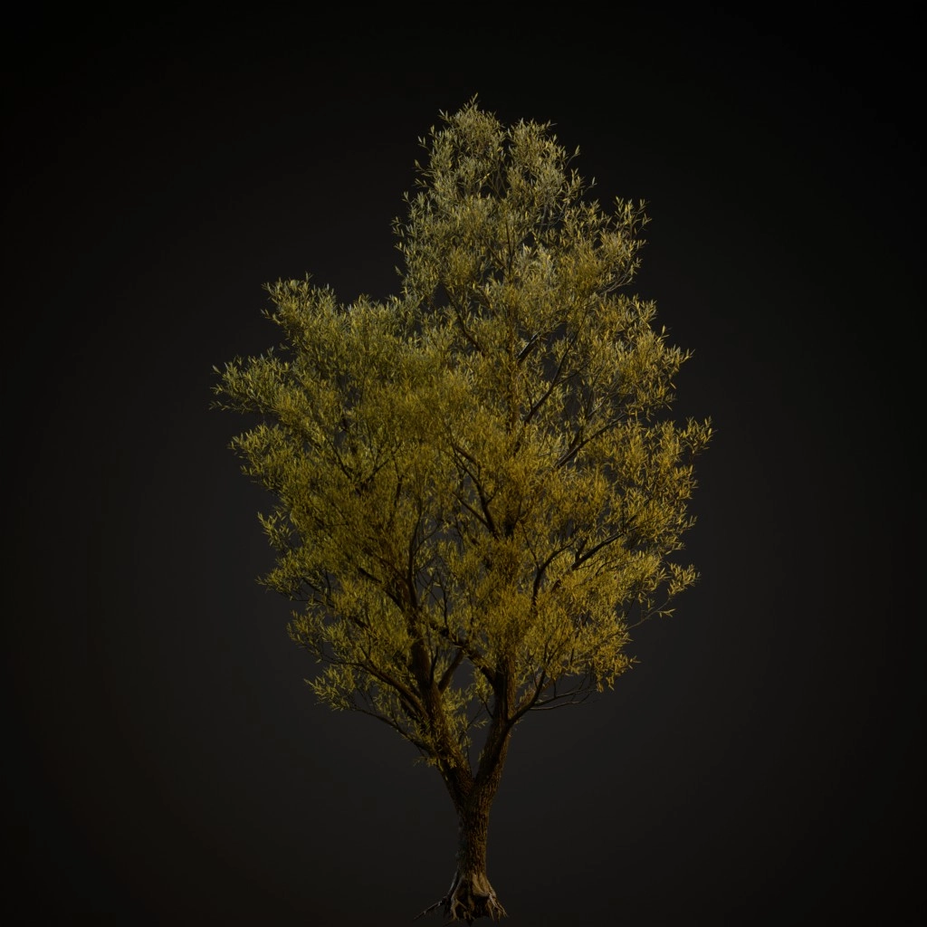 White Willow
