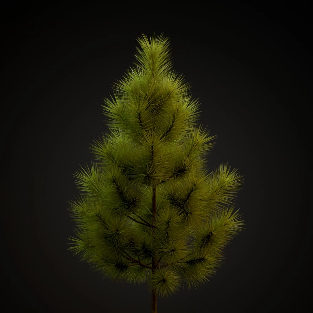 Ponderosa Pine V2