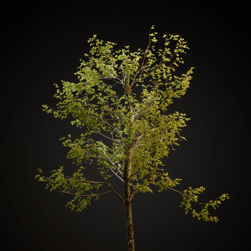 River Birch