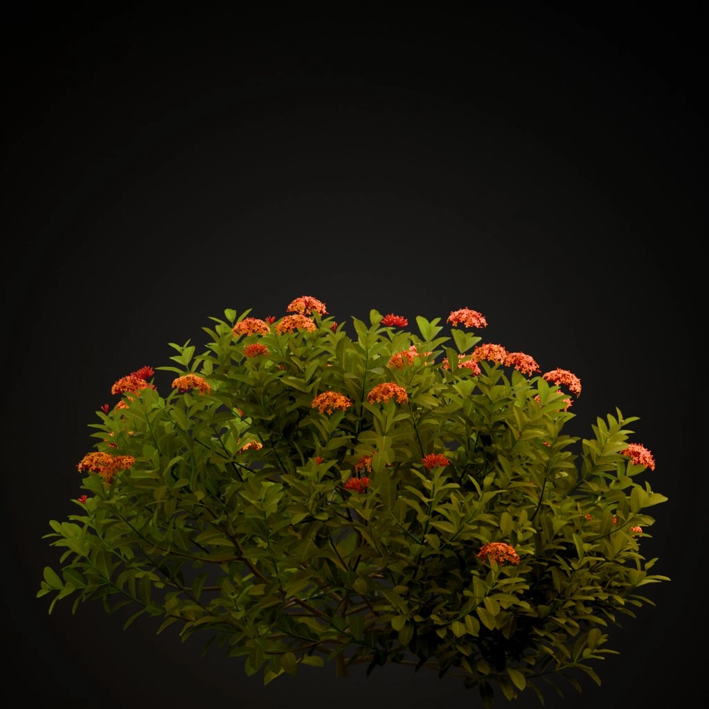 Chinese Ixora