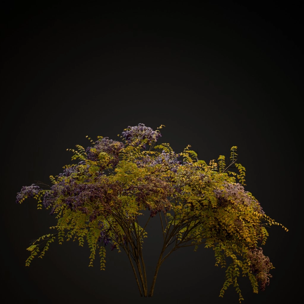 Japanese Angelica