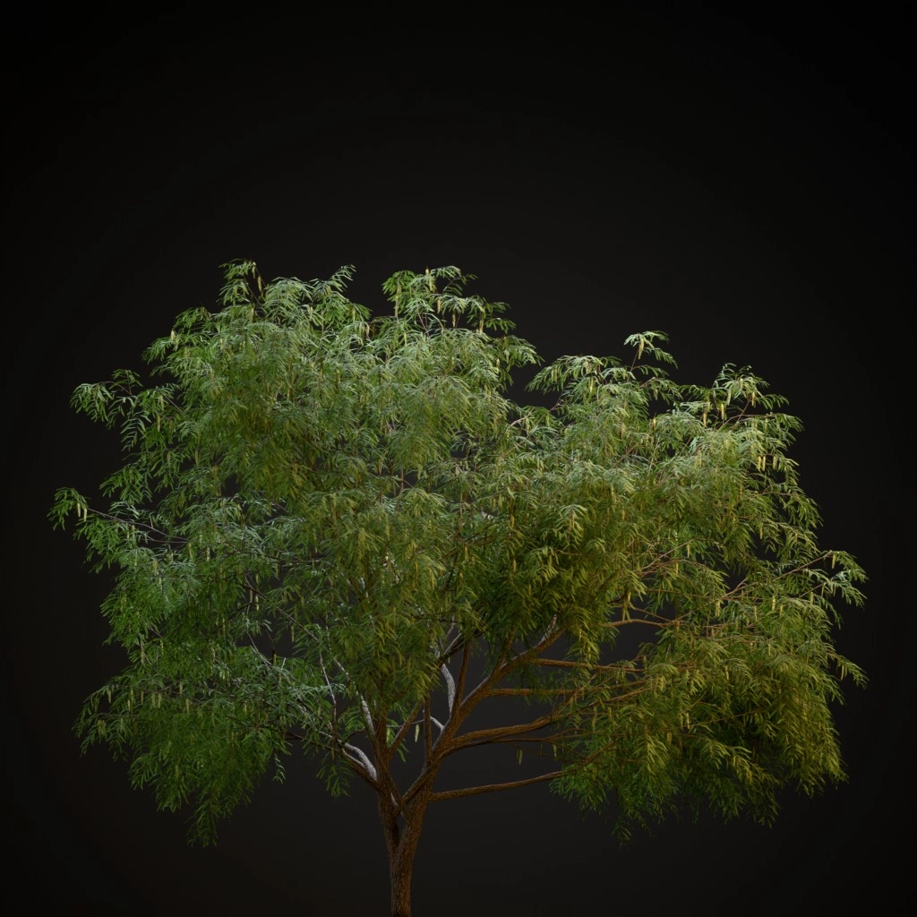 Honey Mesquite
