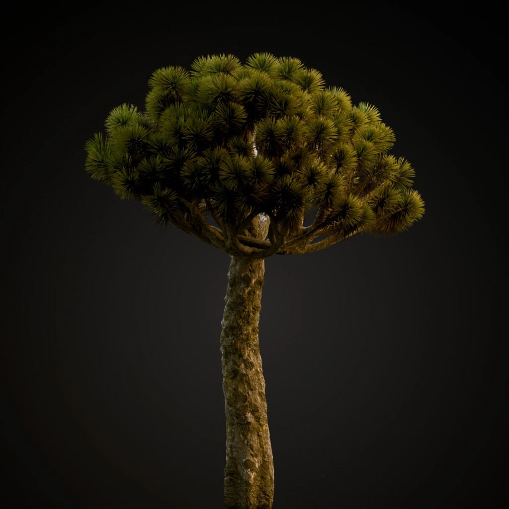 Dracaena
