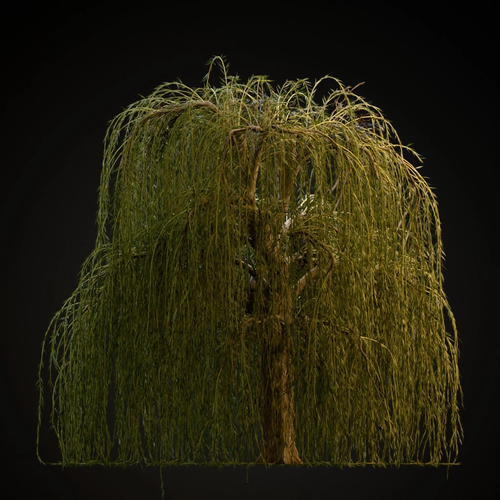 Weeping Willow