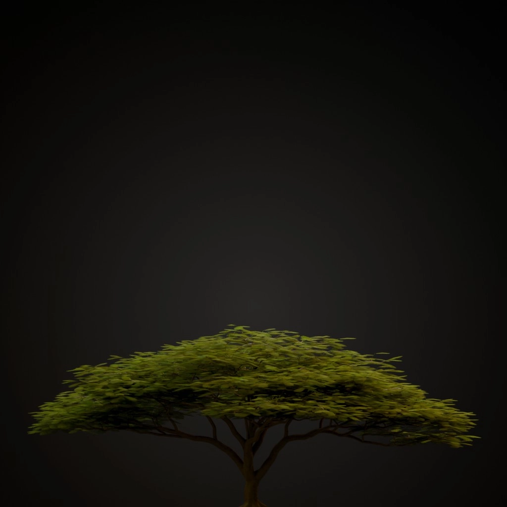 Royal Poinciana