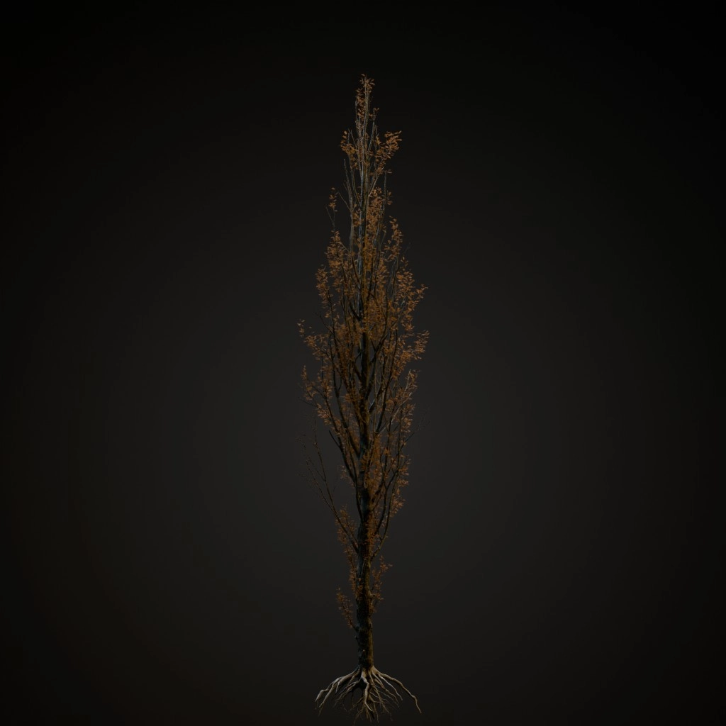 Green Pillar Pin Oak