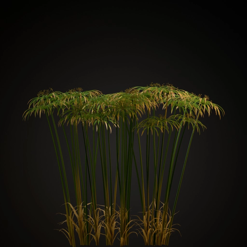 Umbrella Plant