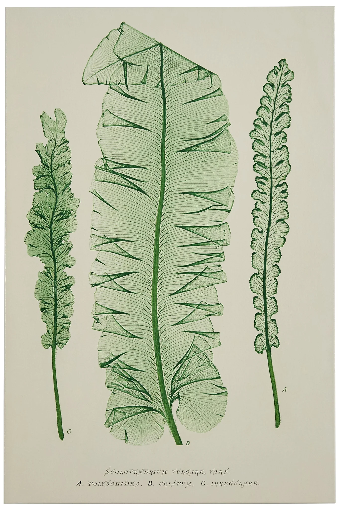 Botanical Fern Canvas Wall Art Print
