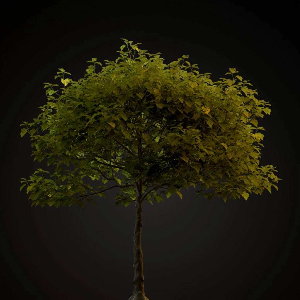 Common Fig