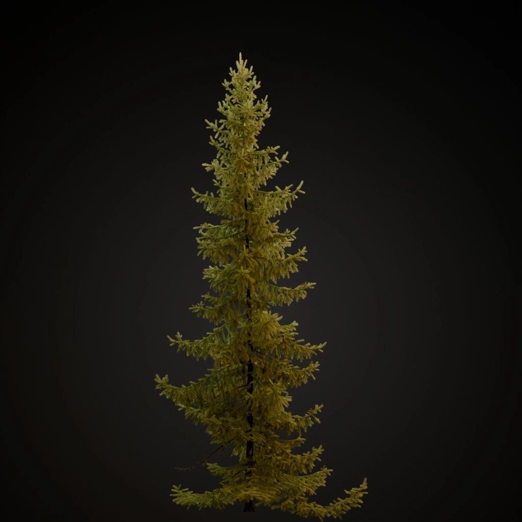 Black Spruce