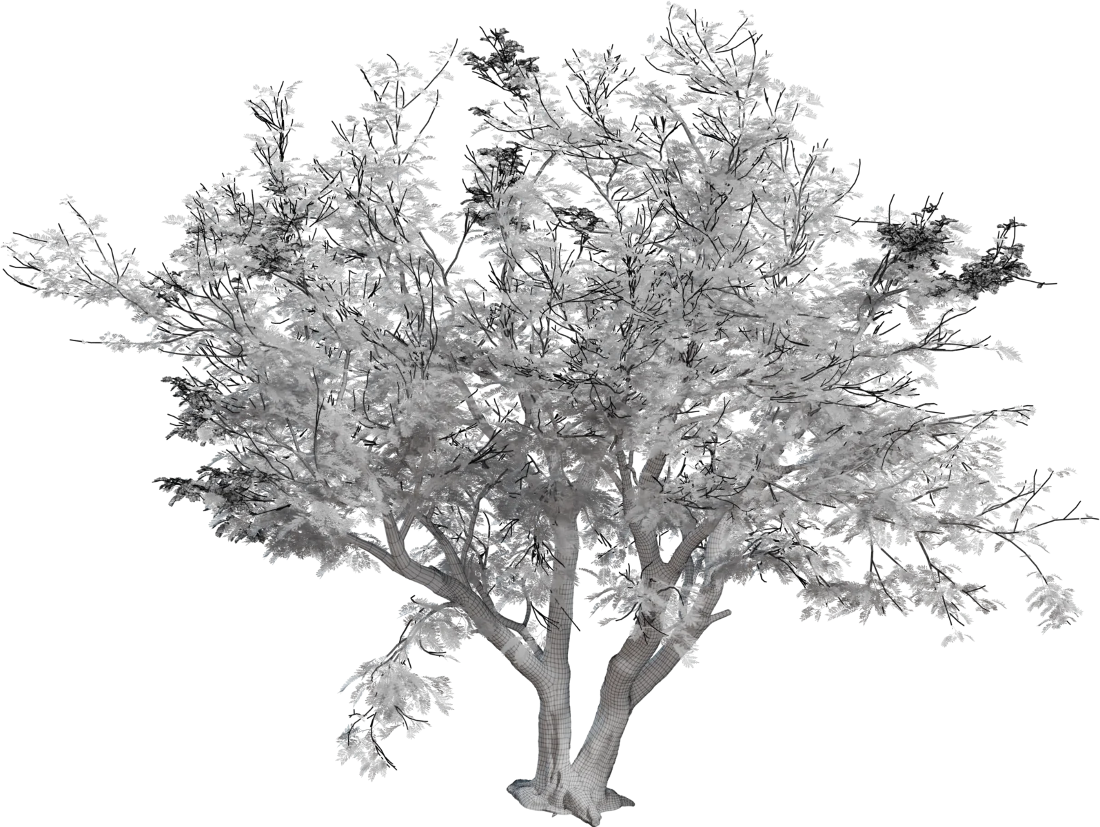Jacaranda Tree 4K — Realistic Deciduous Tree with Detailed Foliage, 3D model preview 1