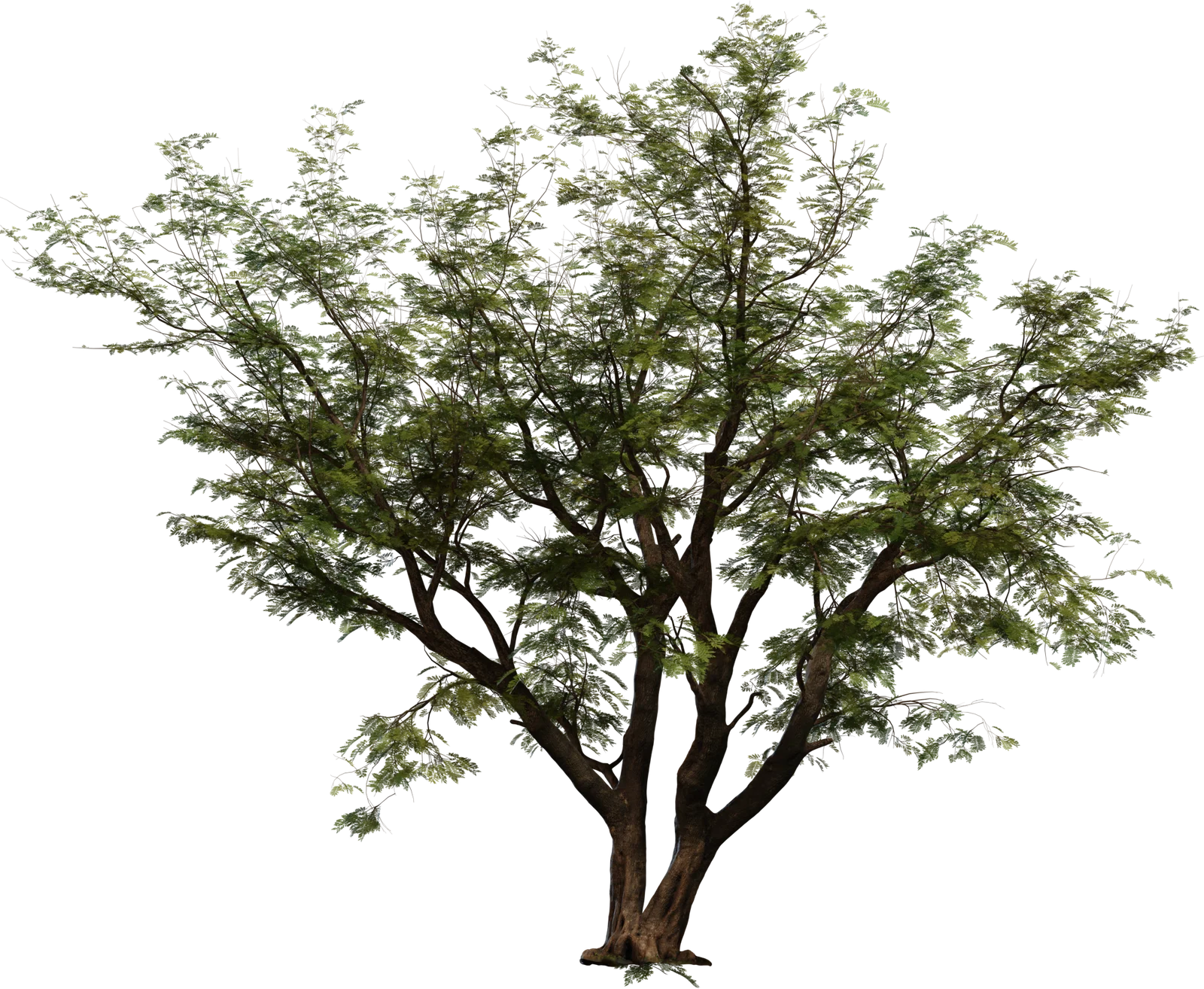 Jacaranda Tree 4K — Realistic Deciduous Tree with Detailed Foliage, 3D model preview 2