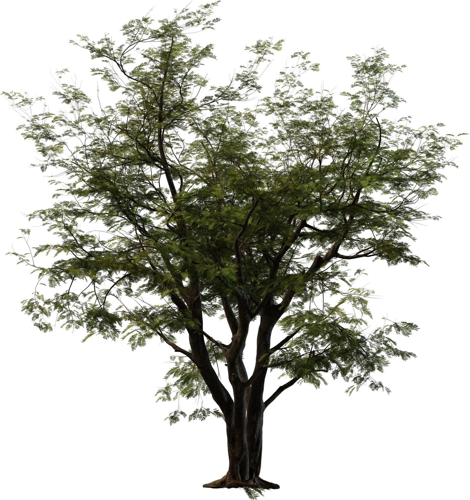 Jacaranda Tree 4K — Realistic Deciduous Tree with Detailed Foliage, 3D model preview 3