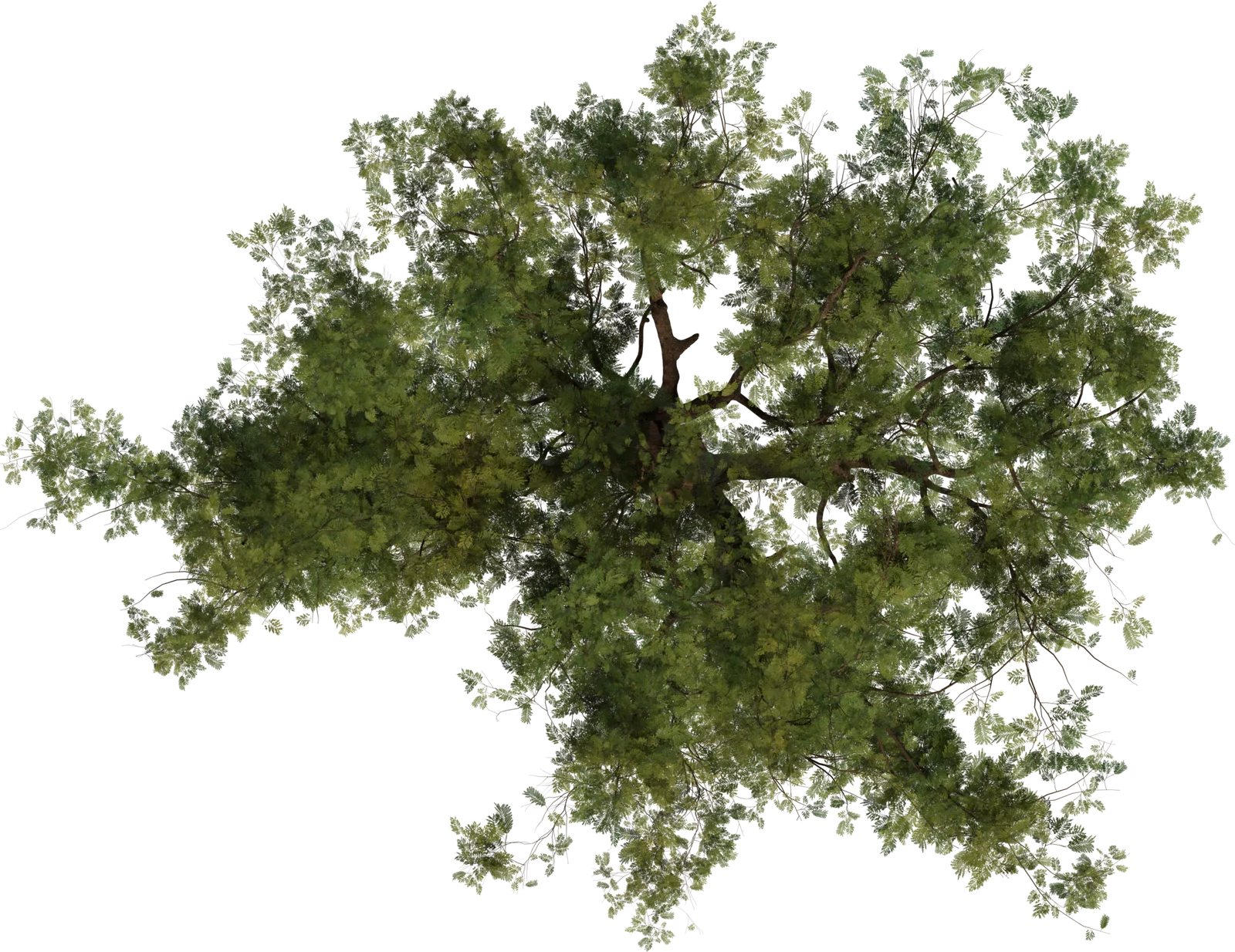 Jacaranda Tree 4K — Realistic Deciduous Tree with Detailed Foliage, 3D model preview 4